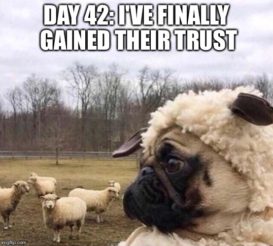 They Have No Idea | DAY 42: I'VE FINALLY GAINED THEIR TRUST | image tagged in imposter dog,funny memes,funny,memes,dogs | made w/ Imgflip meme maker