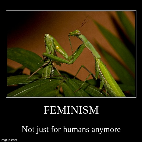 Guys, be grateful... | image tagged in funny,demotivationals,insects,praying mantis,feminism | made w/ Imgflip demotivational maker