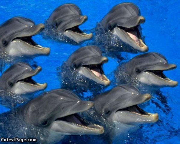 dolphins Blank Meme Template