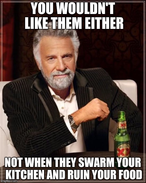 The Most Interesting Man In The World Meme | YOU WOULDN'T LIKE THEM EITHER NOT WHEN THEY SWARM YOUR KITCHEN AND RUIN YOUR FOOD | image tagged in memes,the most interesting man in the world | made w/ Imgflip meme maker