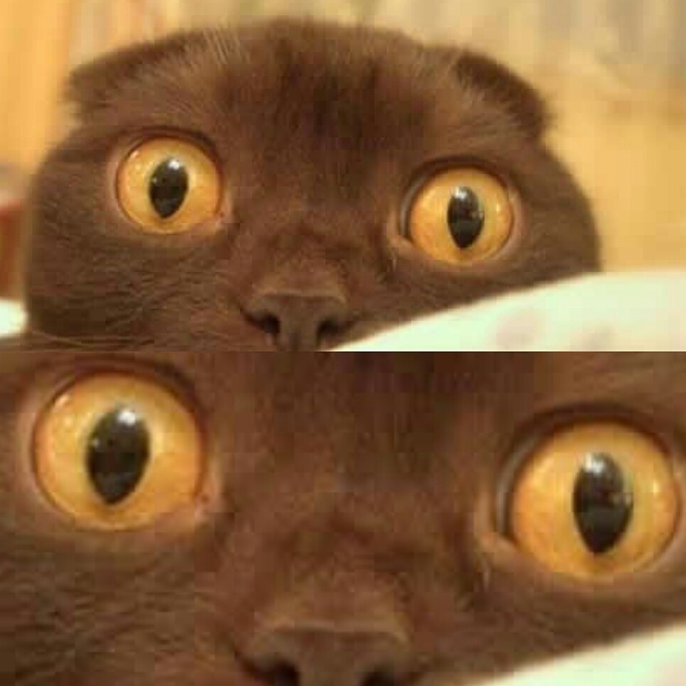 Concerned Kitty Blank Meme Template