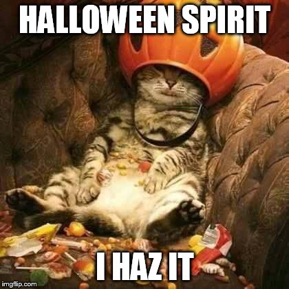 trick or treat cat | HALLOWEEN SPIRIT I HAZ IT | image tagged in trick or treat cat | made w/ Imgflip meme maker