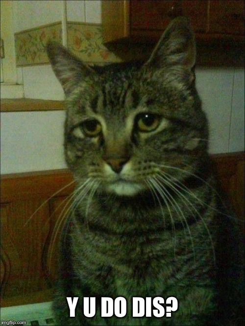 depressed cat | Y U DO DIS? | image tagged in depressed cat | made w/ Imgflip meme maker