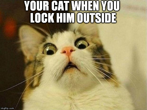 Scared Cat | YOUR CAT WHEN YOU LOCK HIM OUTSIDE | image tagged in memes,scared cat | made w/ Imgflip meme maker