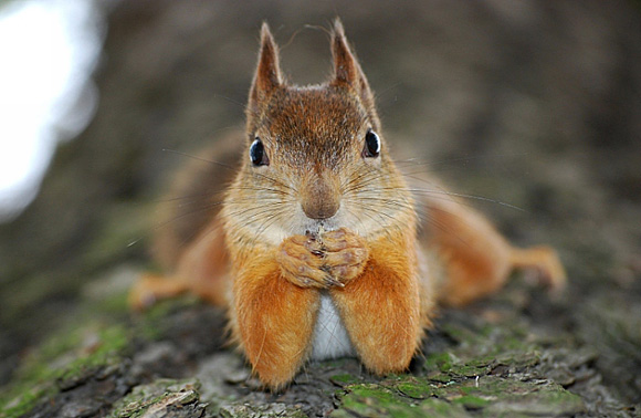 Squirrely Blank Meme Template