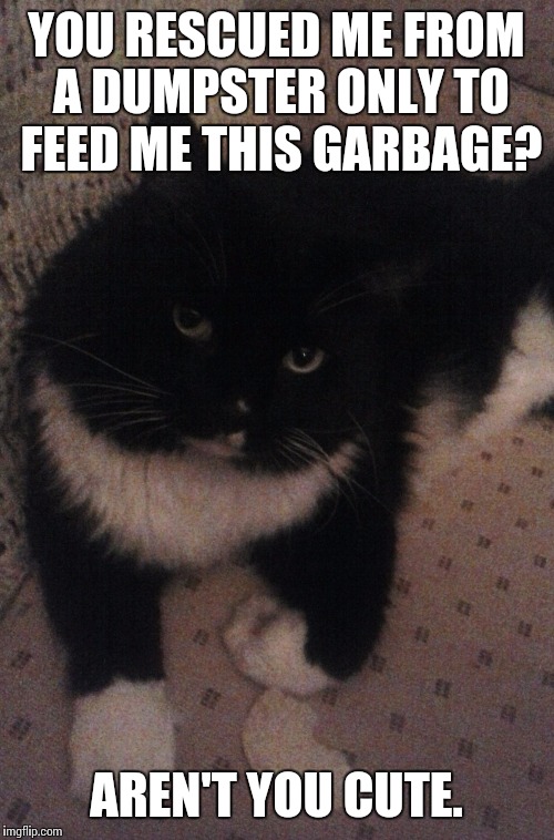 YOU RESCUED ME FROM A DUMPSTER ONLY TO FEED ME THIS GARBAGE? AREN'T YOU CUTE. | image tagged in sarcastic feline | made w/ Imgflip meme maker