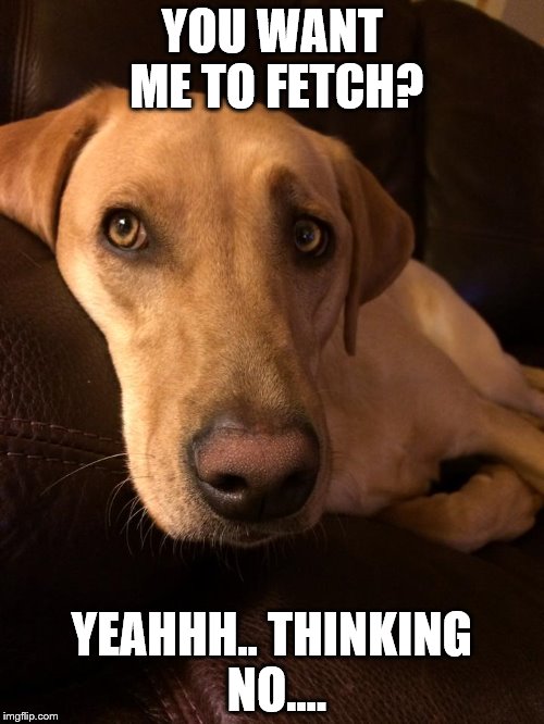 YOU WANT ME TO FETCH? YEAHHH.. THINKING NO.... | image tagged in labradors,labs,funny dogs,lazy dogs | made w/ Imgflip meme maker