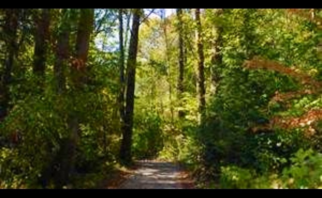 Nature trail Blank Meme Template