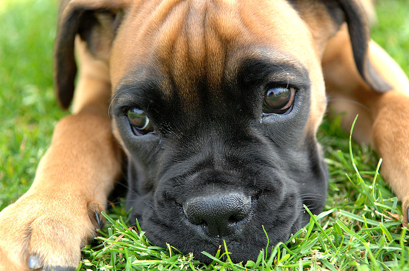 Boxer Puppy Blank Meme Template