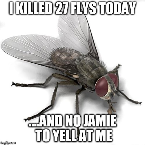 Scumbag House Fly | I KILLED 27 FLYS TODAY ....AND NO JAMIE TO YELL AT ME | image tagged in scumbag house fly | made w/ Imgflip meme maker