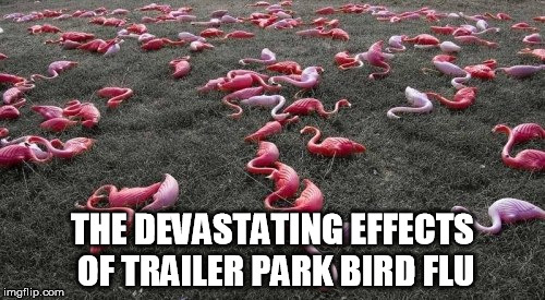 trailer park bird flu | THE DEVASTATING EFFECTS OF TRAILER PARK BIRD FLU | image tagged in birds | made w/ Imgflip meme maker