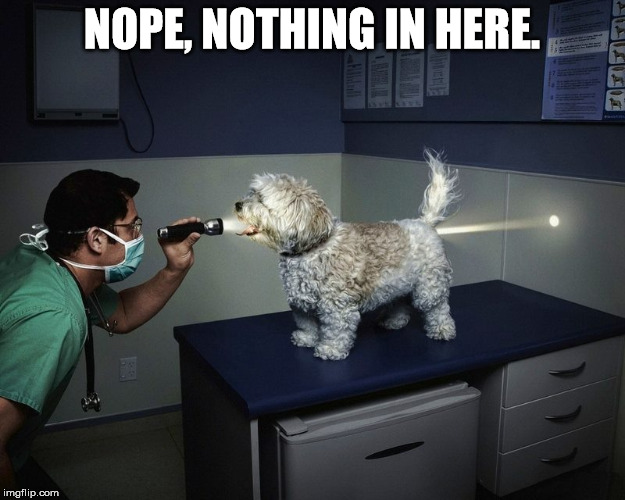 nothing in here | NOPE, NOTHING IN HERE. | image tagged in dogs | made w/ Imgflip meme maker