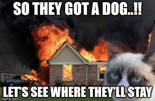 Burn Kitty Meme | SO THEY GOT A DOG..!! LET'S SEE WHERE THEY'LL STAY | image tagged in memes,burn kitty | made w/ Imgflip meme maker