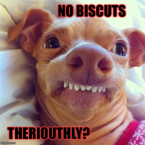 Lisp dog | NO BISCUTS THERIOUTHLY? | image tagged in memes,funny memes,funny dogs | made w/ Imgflip meme maker