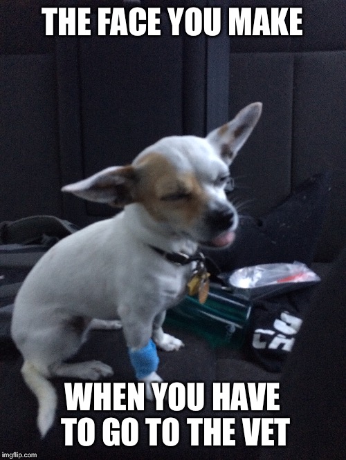 Chihuahua | THE FACE YOU MAKE WHEN YOU HAVE TO GO TO THE VET | image tagged in dogs,chihuahua | made w/ Imgflip meme maker