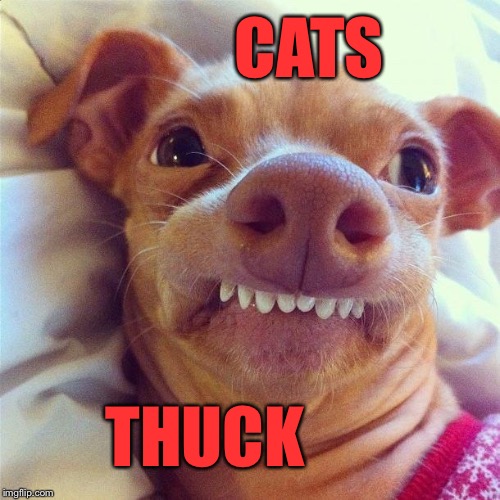 Cats suck lisp dog | CATS THUCK | image tagged in memes,funny memes,funny dogs | made w/ Imgflip meme maker