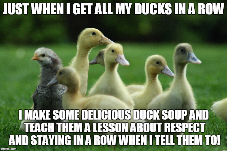 JUST WHEN I GET ALL MY DUCKS IN A ROW I MAKE SOME DELICIOUS DUCK SOUP AND TEACH THEM A LESSON ABOUT RESPECT AND STAYING IN A ROW WHEN I TELL | image tagged in ducks,soup,in a row | made w/ Imgflip meme maker