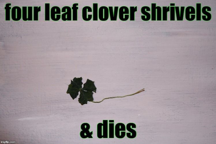 four leaf clover shrivels & dies | made w/ Imgflip meme maker