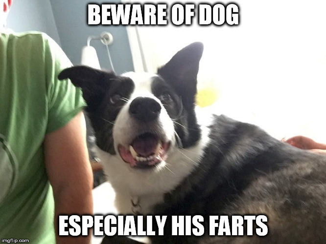 Jack-MWGL | BEWARE OF DOG ESPECIALLY HIS FARTS | image tagged in jack-mwgl | made w/ Imgflip meme maker