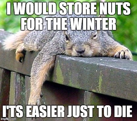 Lazy squirrel  | I WOULD STORE NUTS FOR THE WINTER I'TS EASIER JUST TO DIE | image tagged in memes | made w/ Imgflip meme maker