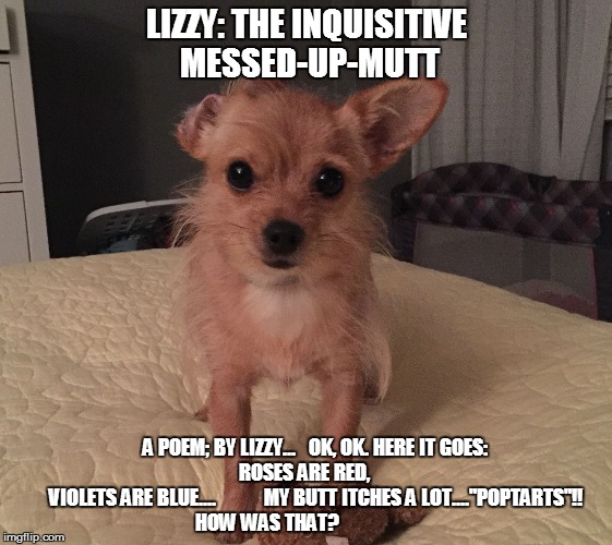 Lizzy: The Inquisitive Messed-Up-Mutt. | LIZZY: THE INQUISITIVE MESSED-UP-MUTT A POEM; BY LIZZY...   OK, OK. HERE IT GOES:                 ROSES ARE RED,                      VIOLET | image tagged in funny dogs,funny,funny memes | made w/ Imgflip meme maker