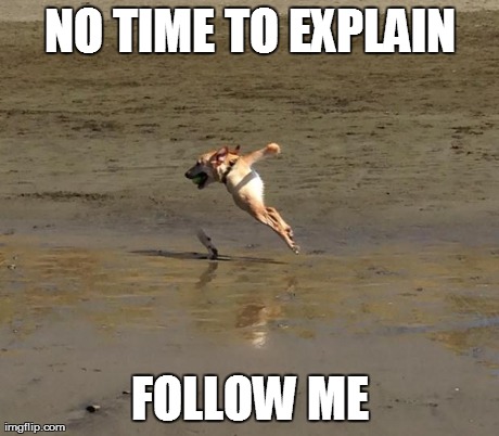 image tagged in funny,dogs,photography,AdviceAnimals | made w/ Imgflip meme maker