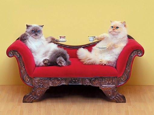Cats on Sofa Blank Meme Template