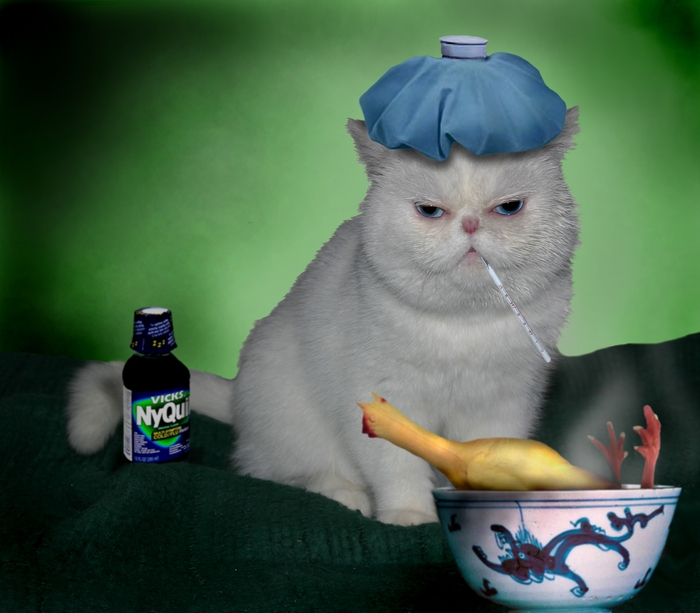 High Quality Sick Cat Blank Meme Template