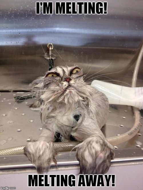 Melting! | I'M MELTING! MELTING AWAY! | image tagged in angry wet cat,memes | made w/ Imgflip meme maker