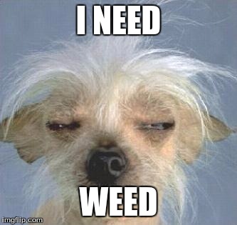 weed1 | I NEED WEED | image tagged in weed1 | made w/ Imgflip meme maker