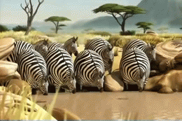 Fat Zebras ^.^