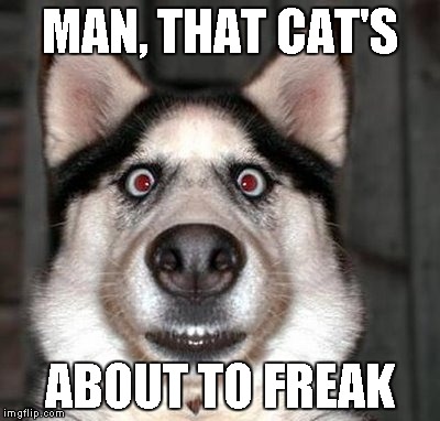 Freaked Out Dog | MAN, THAT CAT'S ABOUT TO FREAK | image tagged in freaked out dog | made w/ Imgflip meme maker