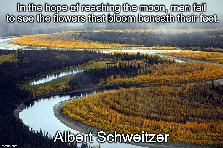 Albert Schweitzer | In the hope of reaching the moon, men fail to see the flowers that bloom beneath their feet. Albert Schweitzer | image tagged in flowers | made w/ Imgflip meme maker