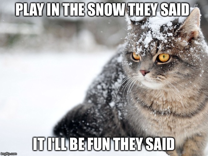 Cold kitty  | PLAY IN THE SNOW THEY SAID IT I'LL BE FUN THEY SAID | image tagged in cold kitty | made w/ Imgflip meme maker