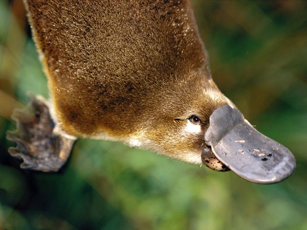 Platypus Blank Meme Template