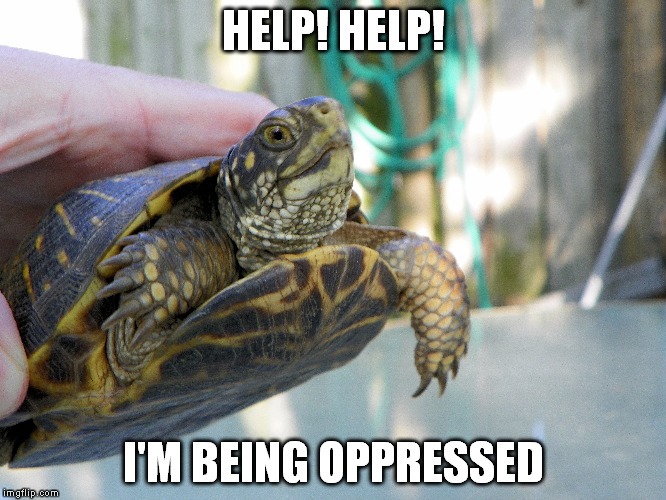 My backyard has closed borders | HELP! HELP! I'M BEING OPPRESSED | image tagged in turtles,nature,immigration | made w/ Imgflip meme maker