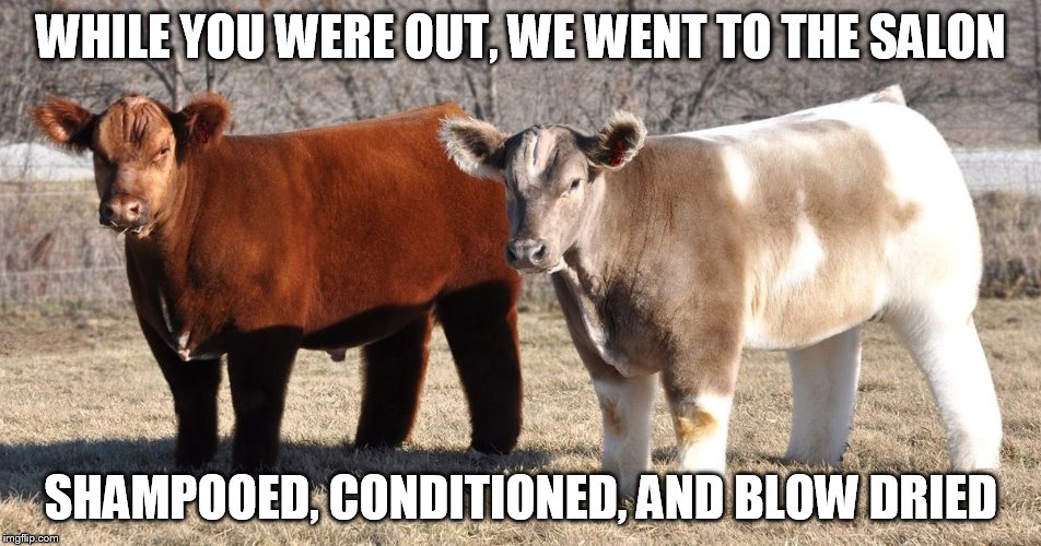 WHILE YOU WERE OUT, WE WENT TO THE SALON SHAMPOOED, CONDITIONED, AND BLOW DRIED | image tagged in cows | made w/ Imgflip meme maker