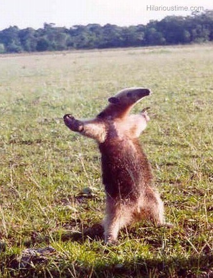 Anteater wanting to fight Blank Meme Template