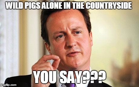 David Cameron  | WILD PIGS ALONE IN THE COUNTRYSIDE YOU SAY??? | image tagged in david cameron  | made w/ Imgflip meme maker