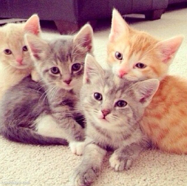 Cute Kitten Group Blank Meme Template