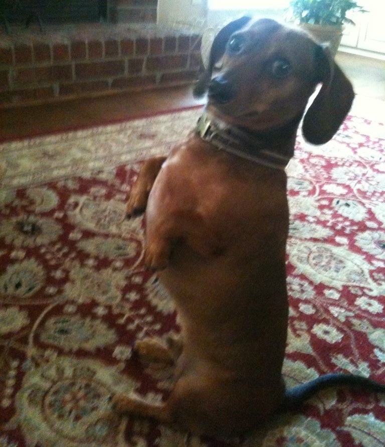 dachshund meerkat impersonation Blank Meme Template