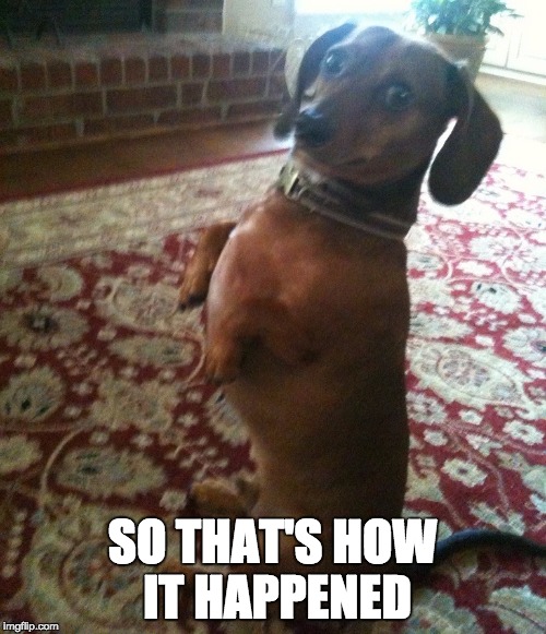 dachshund meerkat impersonation | SO THAT'S HOW IT HAPPENED | image tagged in dachshund meerkat impersonation | made w/ Imgflip meme maker