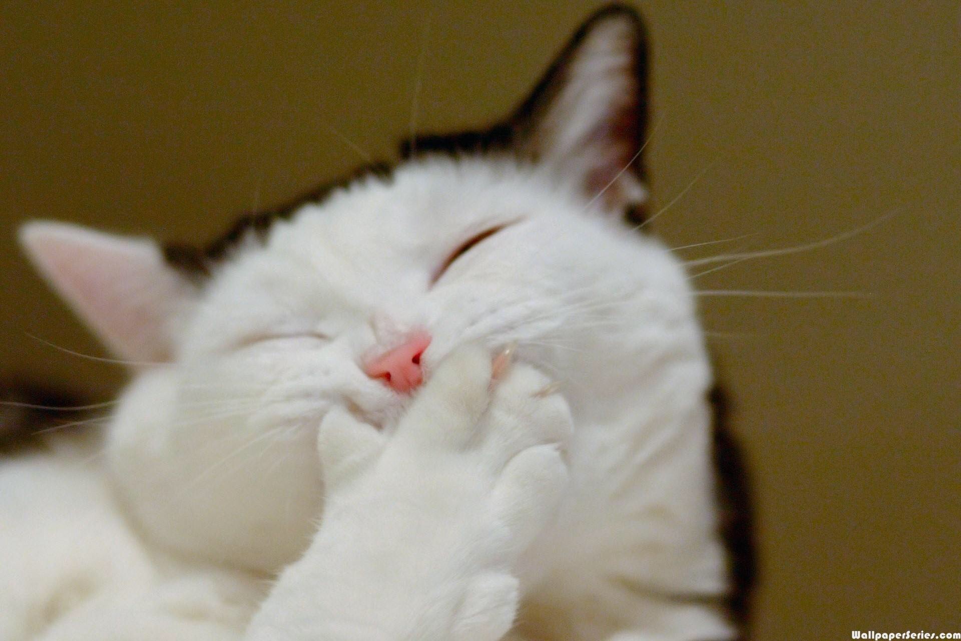Catsmil Blank Meme Template