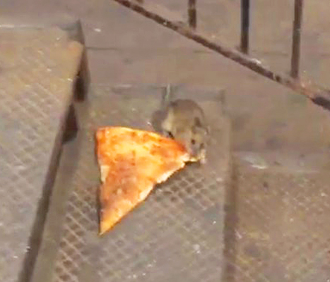 High Quality pizza rat Blank Meme Template