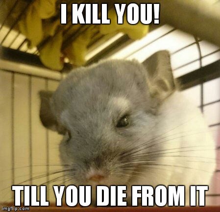Mean Chinchilla | I KILL YOU! TILL YOU DIE FROM IT | image tagged in mean,angry,death stare,cute,animals | made w/ Imgflip meme maker