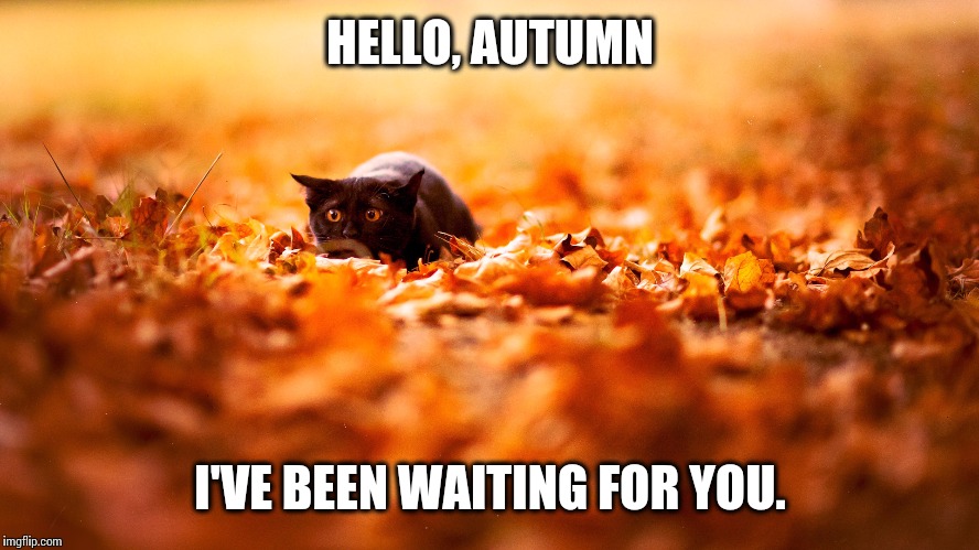 HELLO, AUTUMN I'VE BEEN WAITING FOR YOU. | image tagged in autumn | made w/ Imgflip meme maker