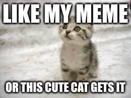 sad cat | LIKE MY MEME OR THIS CUTE CAT GETS IT | image tagged in sad cat | made w/ Imgflip meme maker
