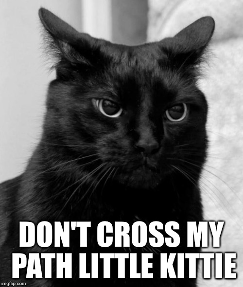 pissed cat | DON'T CROSS MY PATH LITTLE KITTIE | image tagged in pissed cat | made w/ Imgflip meme maker