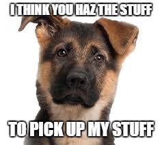 I THINK YOU HAZ THE STUFF TO PICK UP MY STUFF | image tagged in dogs | made w/ Imgflip meme maker