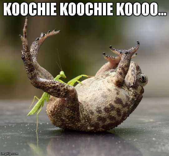 When confronted by a hungry toad...Mantis survival technique number one... | KOOCHIE KOOCHIE KOOOO... | image tagged in mantis tickling toad,funny,memes,insects,toad | made w/ Imgflip meme maker